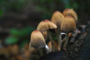 scp_o140827SDIM1091SIGMA DP2_s.jpg