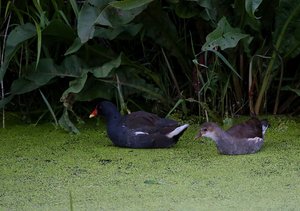 THuhnAltJung0.jpg THuhnAltJung0.jpg