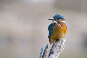 20140902_308tierparknms_Eisvogel01.JPG 20140902_308tierparknms_Eisvogel01.JPG