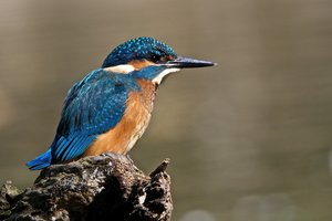 20140902_396tierparknms_Eisvogel04.JPG 20140902_396tierparknms_Eisvogel04.JPG