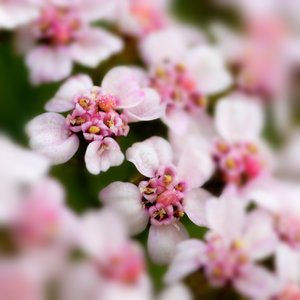 2014_08_26_SD9_Rasdorf_Schafgarbe_rosa_105mm_1zu1_0122_VarB_900x900pix.jpg 2014_08_26_SD9_Rasdorf_Schafgarbe_rosa_105mm_1zu1_0122_VarB_900x900pix.jpg