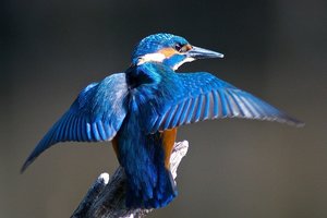 20140903_202tierparknms_Eisvogel10.JPG 20140903_202tierparknms_Eisvogel10.JPG