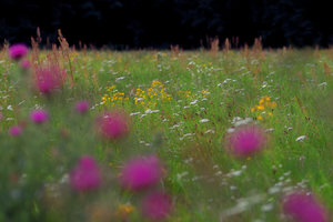 2014_08_26_SD9_Rasdorf_Wiese_105mm_f4_BW491_KB6_0196_VarA_DT01_1350x900pix.jpg 2014_08_26_SD9_Rasdorf_Wiese_105mm_f4_BW491_KB6_0196_VarA_DT01_1350x900pix.jpg