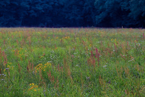 2014_08_26_SD9_Rasdorf_Wiese_105mm_0212_VarA_DT01_1350x900pix.jpg 2014_08_26_SD9_Rasdorf_Wiese_105mm_0212_VarA_DT01_1350x900pix.jpg
