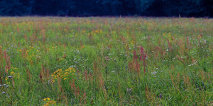 2014_08_26_SD9_Rasdorf_Wiese_105mm_0212_VarA_DT01_1800x900pix.jpg 2014_08_26_SD9_Rasdorf_Wiese_105mm_0212_VarA_DT01_1800x900pix.jpg