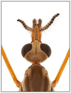 017 Kohlenschnake 01.jpg