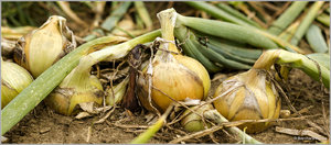 Zwiebeln_7079.jpg