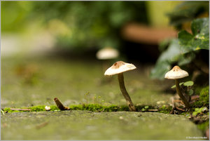 Pilz_7314.jpg Pilz_7314.jpg