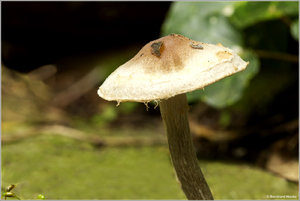 Pilz_7326.jpg Pilz_7326.jpg