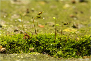 Moos_Goldenes_Frauenhaar_7347.jpg Moos_Goldenes_Frauenhaar_7347.jpg