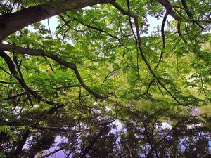 Baum küsst Teich.jpg