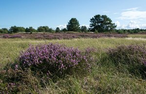 comp_DSC_1857.jpg comp_DSC_1857.jpg