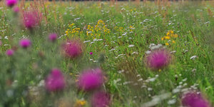 2014_08_26_SD9_Rasdorf_Wiese_105mm_0196_VarC_DT01_1800x900pix.jpg 2014_08_26_SD9_Rasdorf_Wiese_105mm_0196_VarC_DT01_1800x900pix.jpg