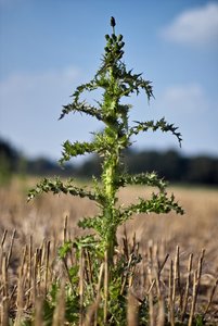 9_3514_IMG04031 Kopie.jpg