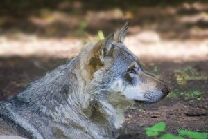 Small_Merzig080 - Copy.jpg