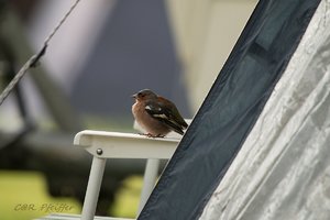 IMG_2598-2.jpg IMG_2598-2.jpg