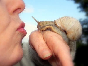 SchneckeKuss.jpg