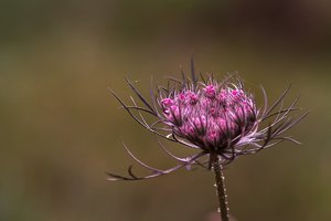 scp_o140911_SDI1533SIGMA SD15_s.jpg