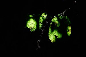 DSC04752 Nex 5r + Elicar 25 90mm psf (c) PPf.jpg