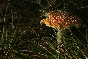 DSC04697 Nex 5r + Schacht Ulm Travenar 3,5 135mm (c) PPf.jpg