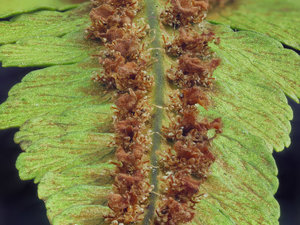 6 - fertig 70D.jpg 6 - fertig 70D.jpg