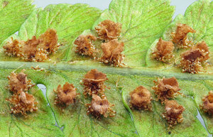 01-fertig 70D.jpg 01-fertig 70D.jpg