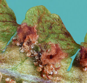 5-fertig.jpg 5-fertig.jpg