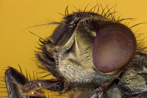 500k_2014-09-21-13.16.32 ZS PMax2.jpg