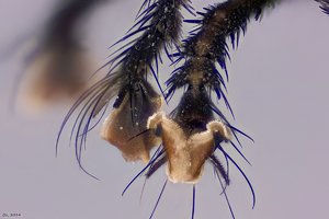 500k_2014-09-21-18.28.52 ZS PMax2.jpg