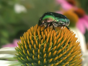 WP_20140730_14_35_30_Pro-3.jpg WP_20140730_14_35_30_Pro-3.jpg