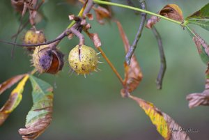 Small_DSC_3358.jpg Small_DSC_3358.jpg