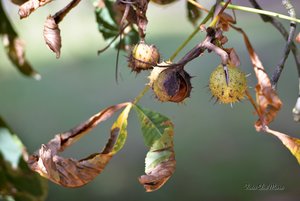 Small_DSC_3378.jpg Small_DSC_3378.jpg