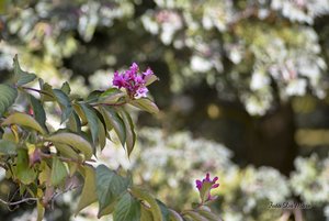 Small_DSC_3396.jpg Small_DSC_3396.jpg