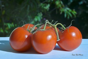 Small_DSC_3391.jpg Small_DSC_3391.jpg