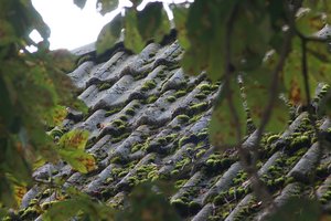 DSC04778 Nex 5r + Orestegor 200mm (c) PPf.jpg