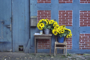 Sonnenblumen neu.jpg