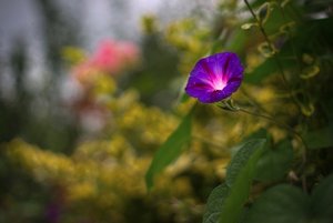 scp_o140818_DSC4314_v1ILCE-7_s.jpg scp_o140818_DSC4314_v1ILCE-7_s.jpg