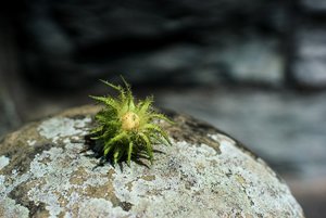 scp_o140818_DSC4325_v1ILCE-7_s.jpg scp_o140818_DSC4325_v1ILCE-7_s.jpg