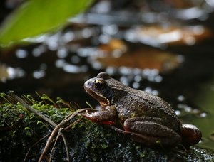 GrFrosch.jpg