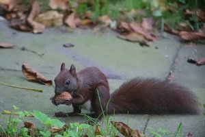 EichhornNuss03.jpg
