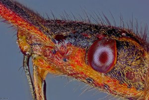 500k_2014-09-28-15.04.26 ZS PMax2_edited.jpg