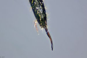 500k_2014-09-28-15.34.47 ZS PMax2.jpg