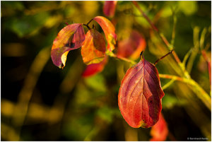Herbstlaub_7740.jpg