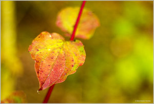 Herbstlaub_7720.jpg