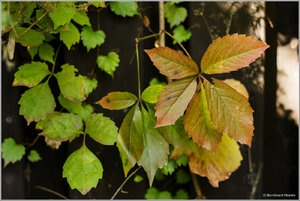 Herbstlaub_7779.jpg