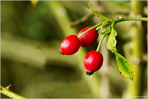 Beeren_rot_7864.jpg