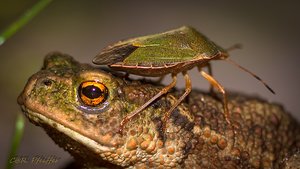 IMG_6433-2.jpg IMG_6433-2.jpg