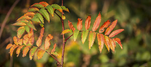Herbstfarben_1500_500-1.JPG
