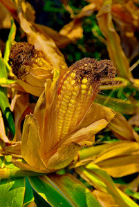 JPG_6787 ä Kopie.jpg