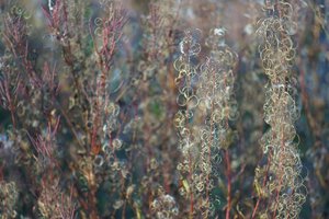 Forum DSC05055 Nex 5r + Pentacon 2,8 135mm Preset (c) PPf.jpg